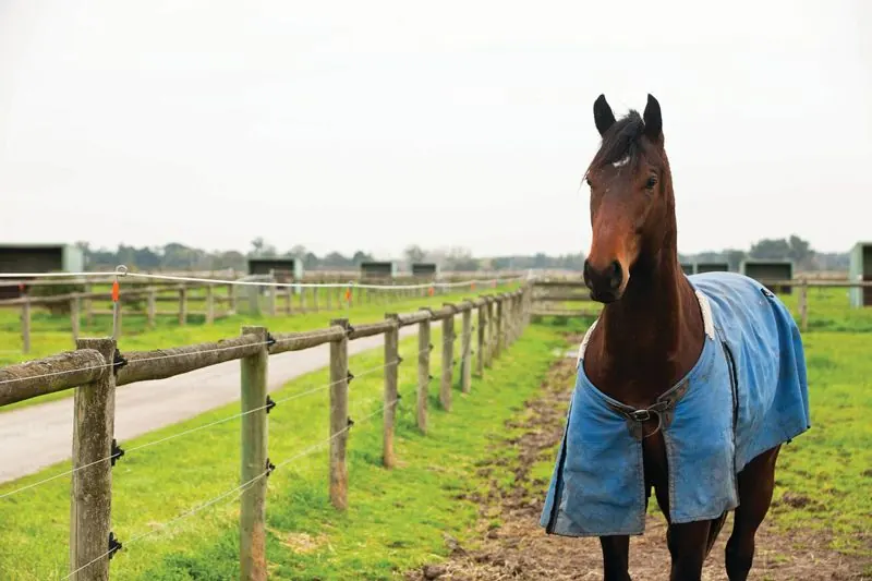 Horse in a blue blanket beside a wood post-and-rail pasture fence